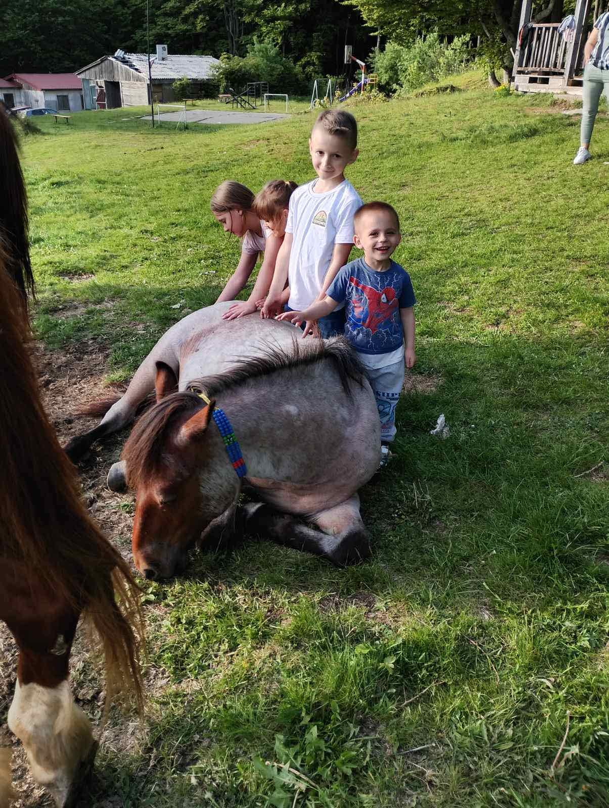 Коњи на планинска ливада